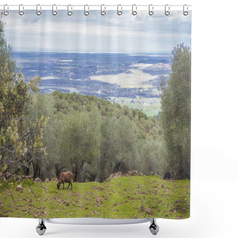 Personality  Black Sheeps Grazing At Alor Mountains Hillside. Olivenza, Badajoz, Extremadura, Spain Shower Curtains