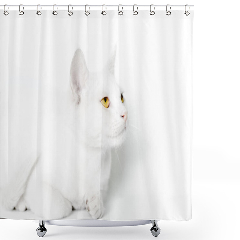 Personality  Portrait Of A White Cat With Yellow Eyes Close Up On A Light Background Shower Curtains