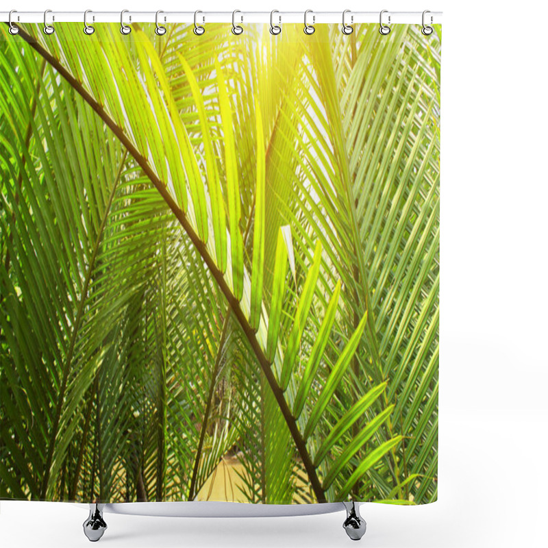 Personality  Green Leaves Of Coconut Palm Shower Curtains