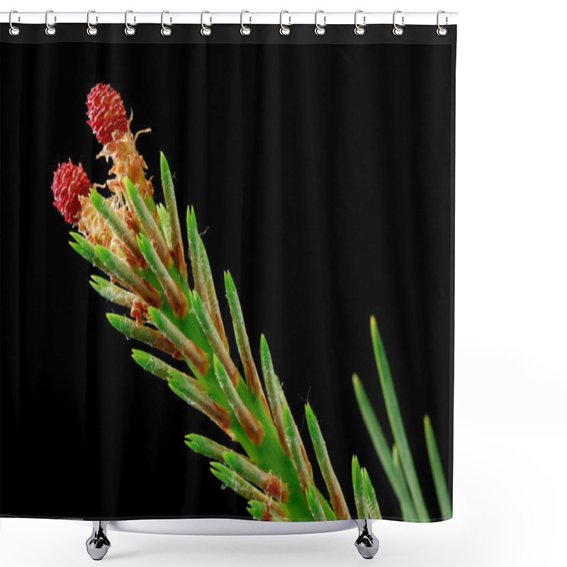 Personality  Close Up Of A Spruce Tree Branch With Red Flowers Shower Curtains