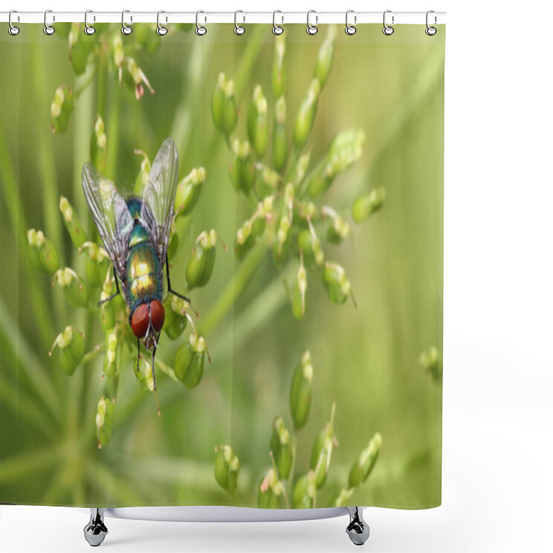 Personality  Insect Fly On Green Leaf. Green Flesh Fly Lucilia Caesar Shower Curtains