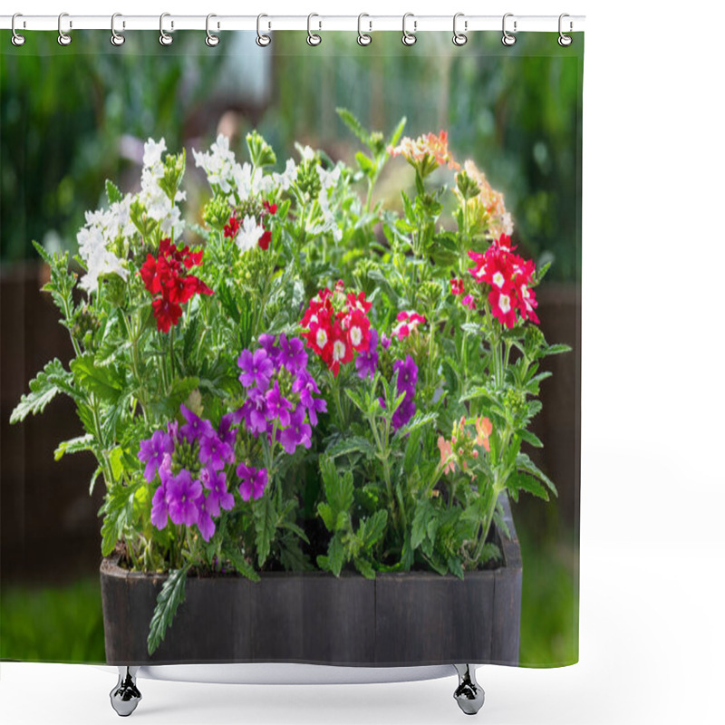 Personality  Selection Of Bedding Plants, Glandularia From The Verbenaceae Various Colours Potted And I Was In The Planter With A Blurred Garden Background Copy Space Above. Shower Curtains