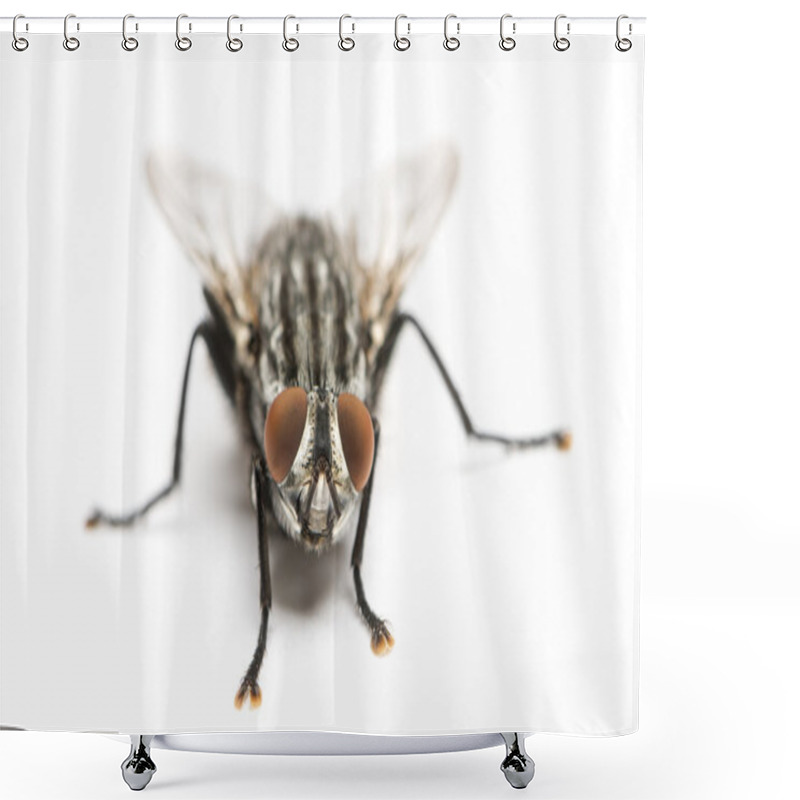 Personality  Flesh Fly Viewed From Up High, Sarcophagidae, Isolated On White Shower Curtains