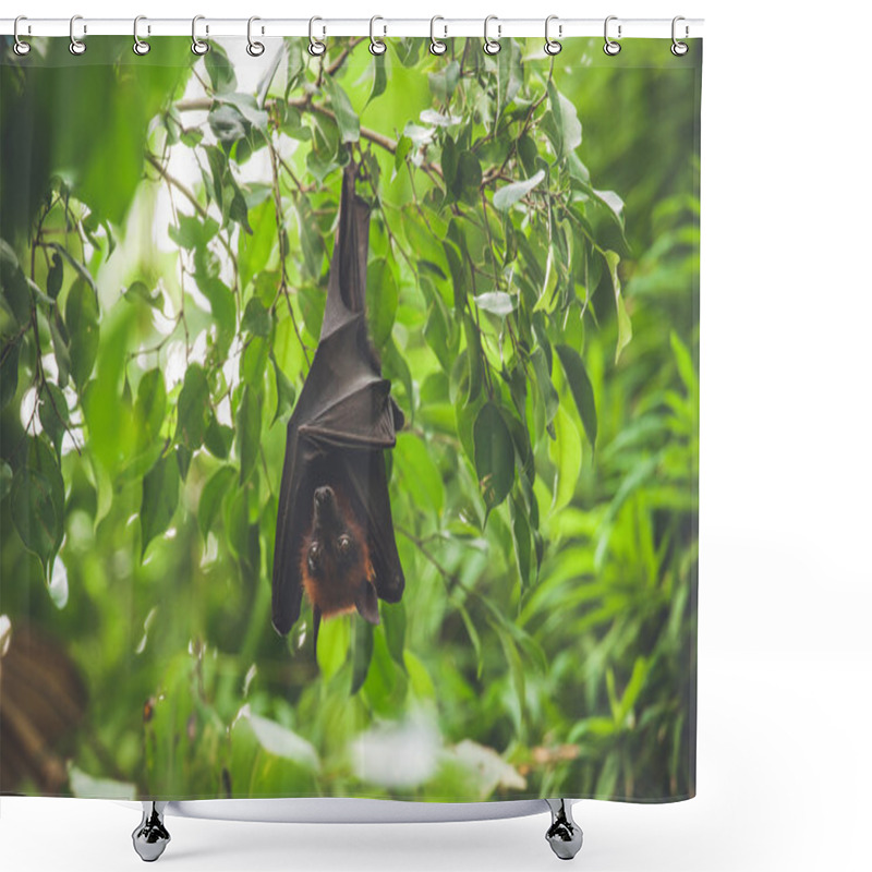 Personality  Bat Hanging Upside Down In A Green Rainforest Shower Curtains