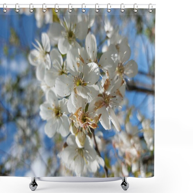 Personality  Gourgeous Cherry Trees In Full Blossom Shower Curtains