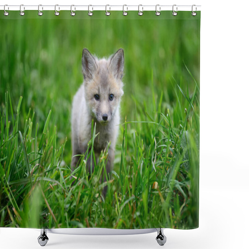 Personality  Baby Silver Fox Shower Curtains