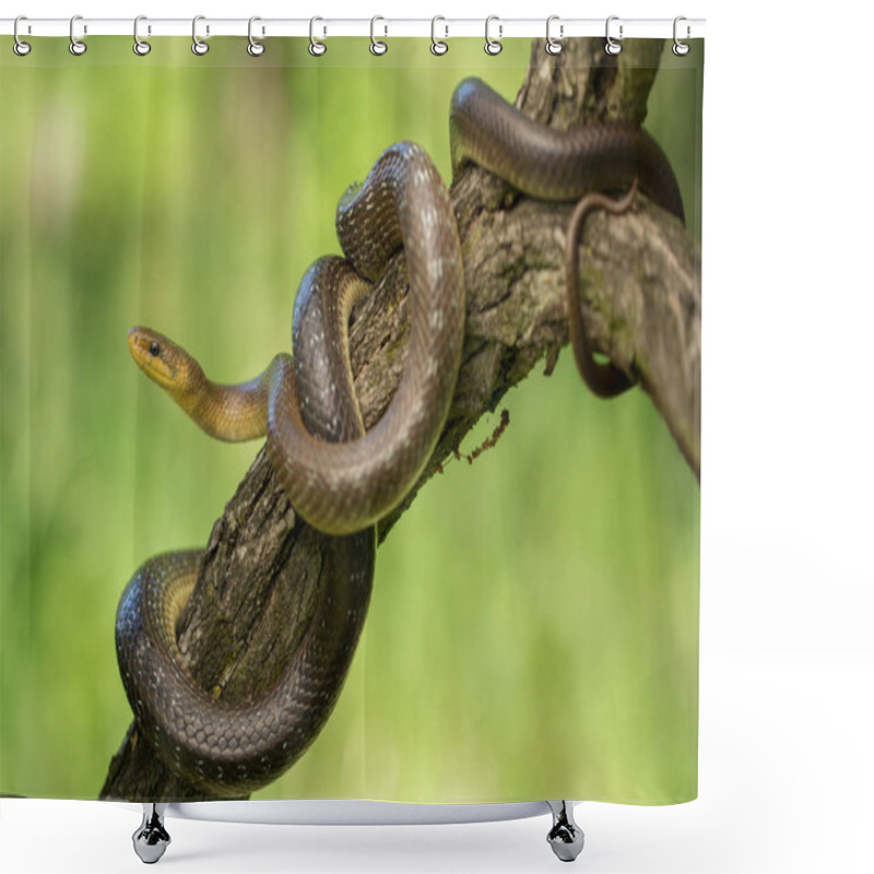 Personality  Aesculapian Snake Zamenis Longissimus In Czech Republic Shower Curtains