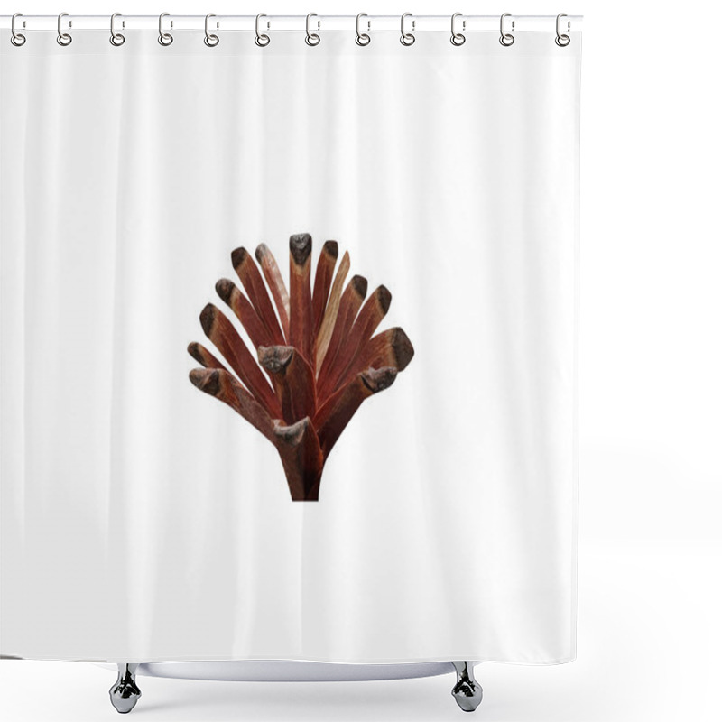 Personality  Cedrus Deodara Or Deodaru Seeds Isolated On White Background Shower Curtains