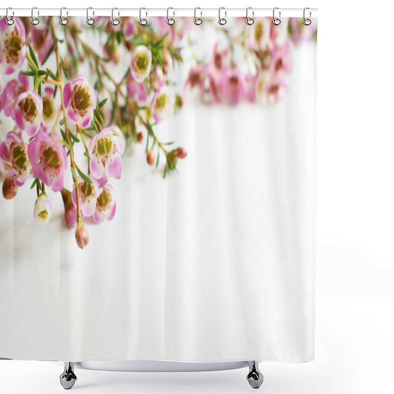 Personality  Australian Native Wild Flower Pastel Pink Geraldton Wax Chameleucium Uncinatum Isolated On White Background, Violet Floral Background, Wedding Decoration, Springtime, Botany Shower Curtains