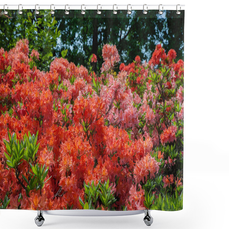 Personality  Beautiful Rhododendron Bush In Summer Garden.  Shower Curtains