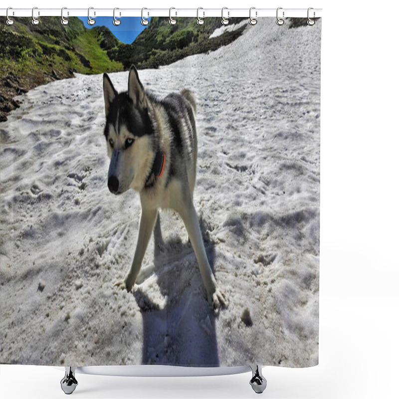 Personality  A Beautiful Husky Dog Plays In Alpine Meadows. Summer Sunny Day. The Mountains Are Covered With Flowering Plants, Green Grass. On An Island Of Melted Snow There Is A Husky With Blue Eyes And Black And White Fluffy Shiny Fur. Happiness And Joy. Shower Curtains