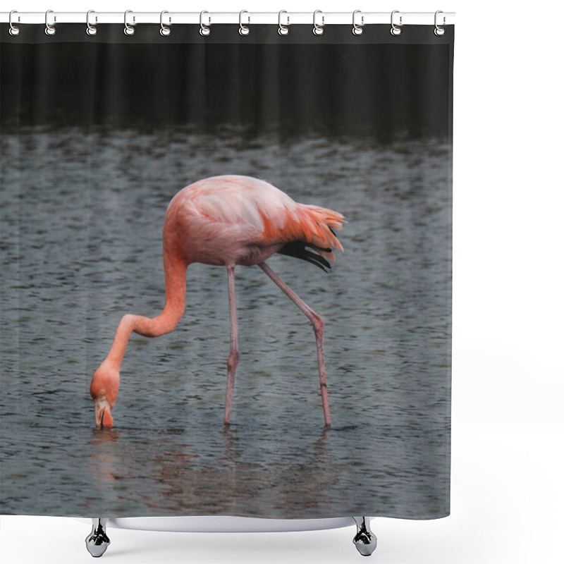 Personality  A flamingo feeding in the shallow waters of a lagoon on North Seymour Island, Galapagos, Ecuador, exhibiting the unique wildlife of the archipelago shower curtains