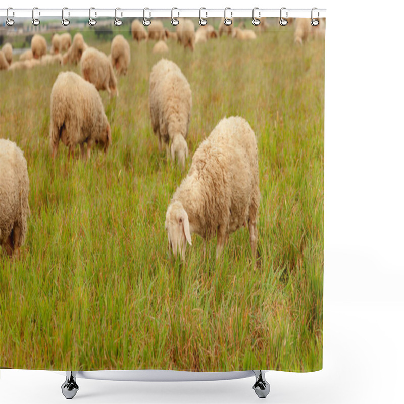 Personality  Sheep Grazing In Meadow Shower Curtains