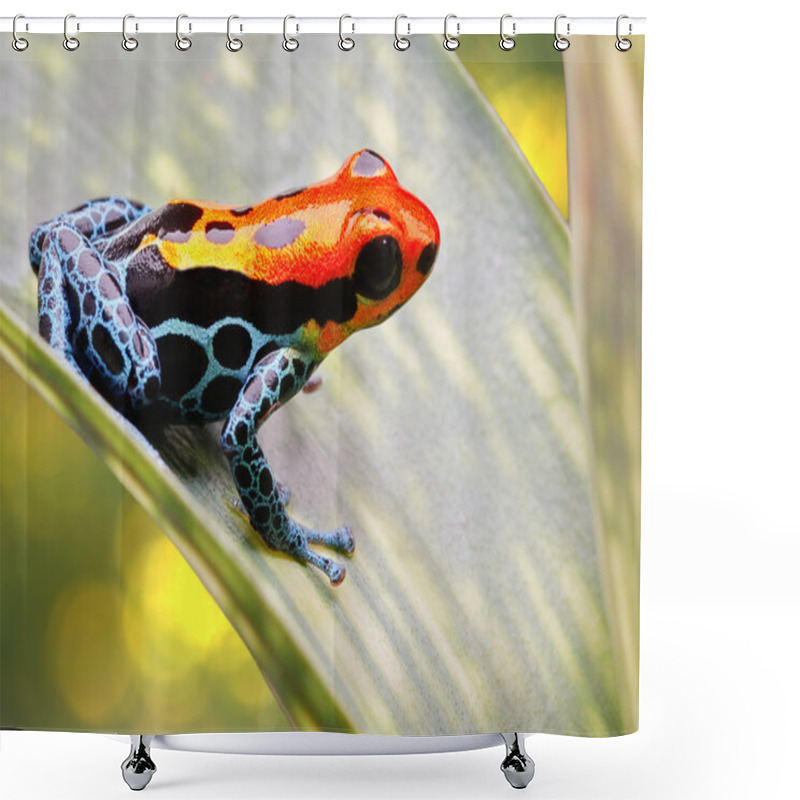 Personality  Tropical Poison Arrow Frog Shower Curtains