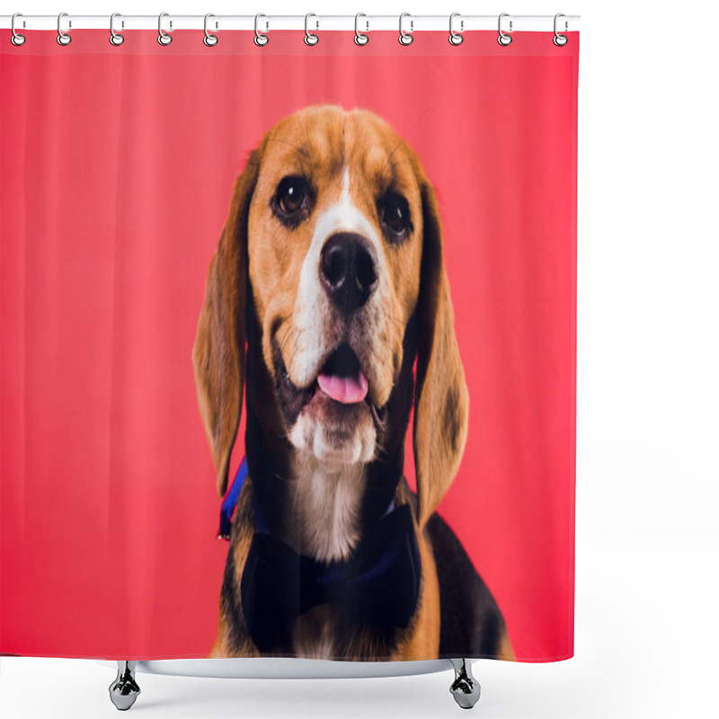 Personality  Young Puppy, Beagle Dog, Isolated On Red Background. Shower Curtains