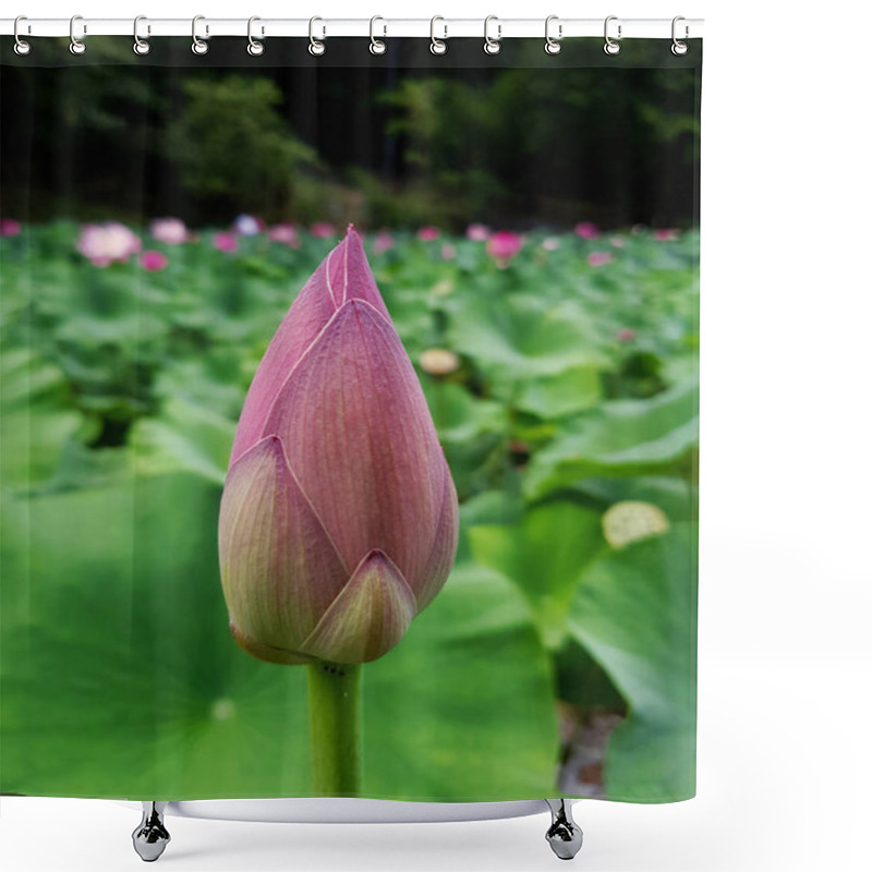 Personality  Pink Lotus Bud - Baile Felix, Oradea, Romania Shower Curtains