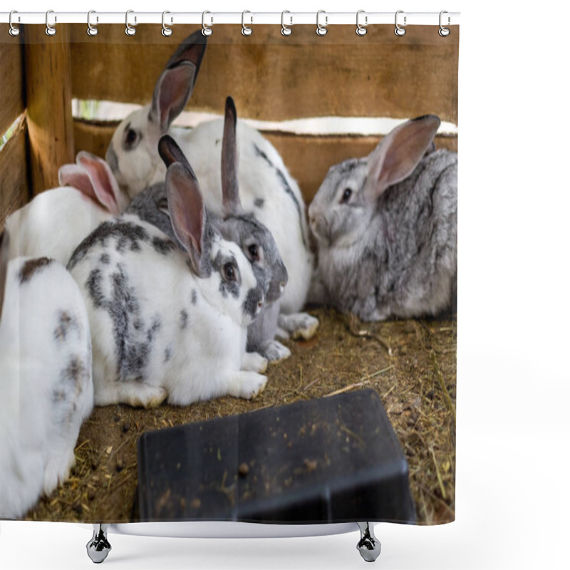 Personality  Breeding A Group Of Rabbits In A Small Shed Shower Curtains