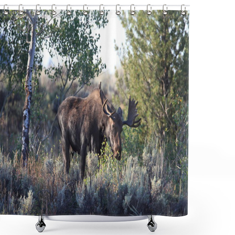 Personality  Bull Moose In Grand Teton National Park, Wyoming Shower Curtains