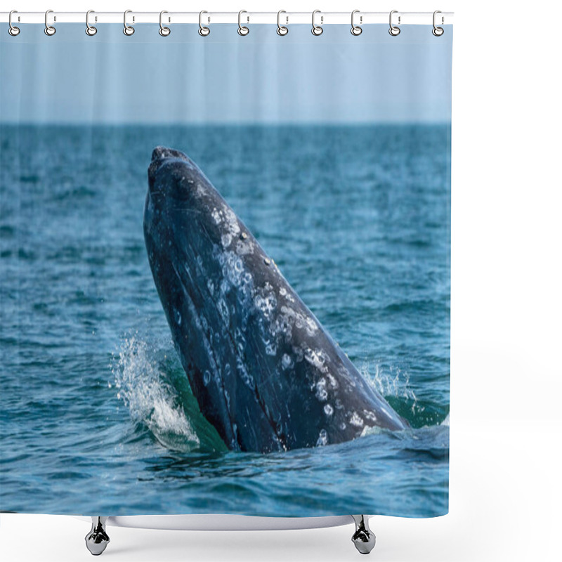 Personality  Grey Whale While Hopping Spying Outside The Blue Sea Shower Curtains