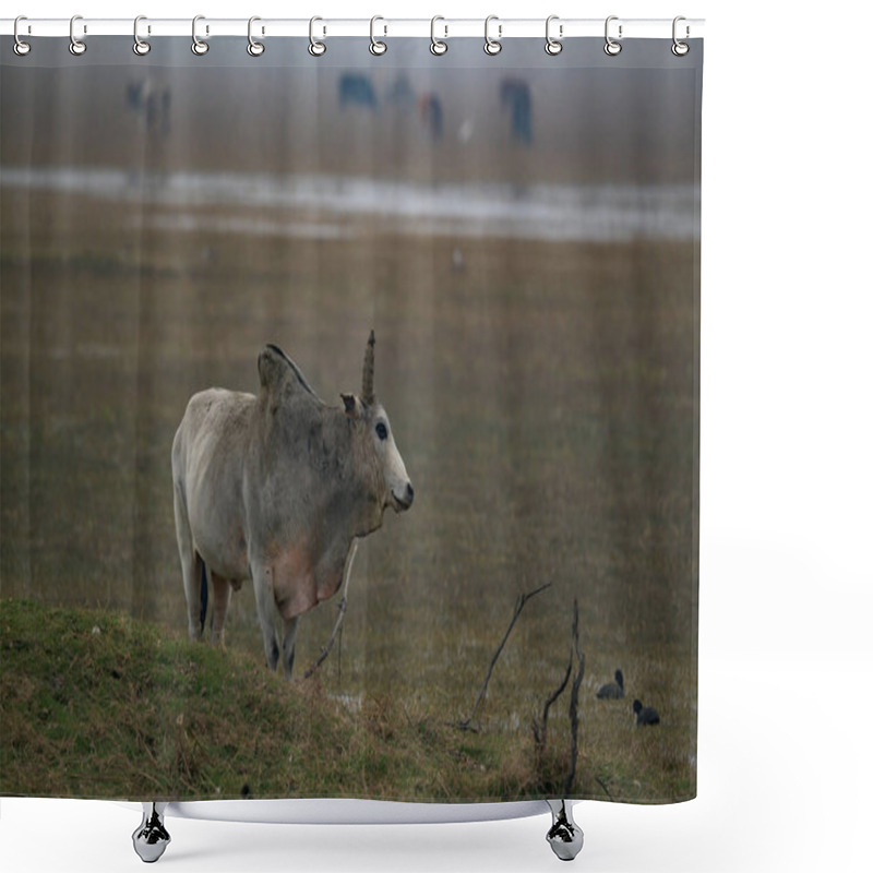 Personality  A Closeup Shot Of A White Rhino In The Savannah Shower Curtains