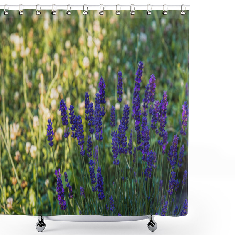 Personality  Lush Garden Filled With Blooming Lavender Standing Out Against A Backdrop Of Green Grass And Delicate White Flowers. A Peaceful Sanctuary Capturing Natures Beauty. Shower Curtains