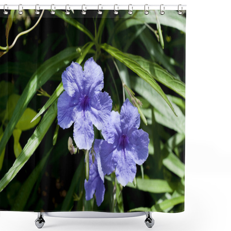 Personality  The Blossoming Ruellia Brittoniana Or Mexican Petunia Flowers Closeup Shower Curtains