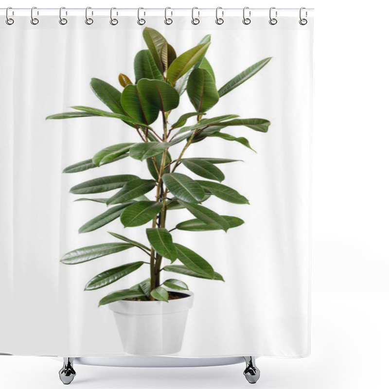 Personality  Leafy Green Ficus Guianensis Plant In A Pot Shower Curtains