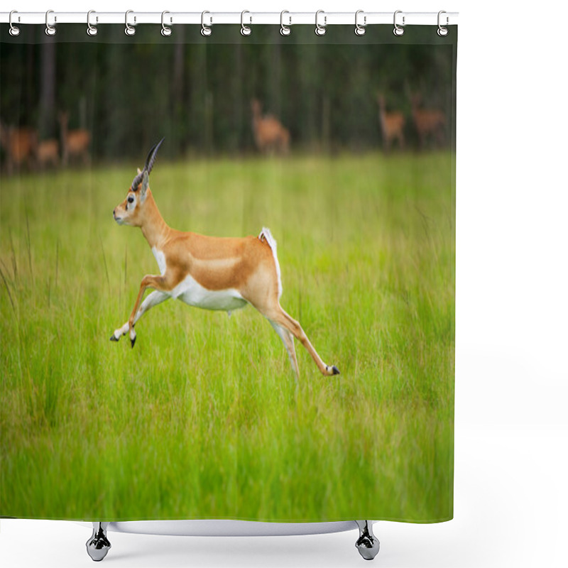 Personality  Antelope Jumping Shower Curtains