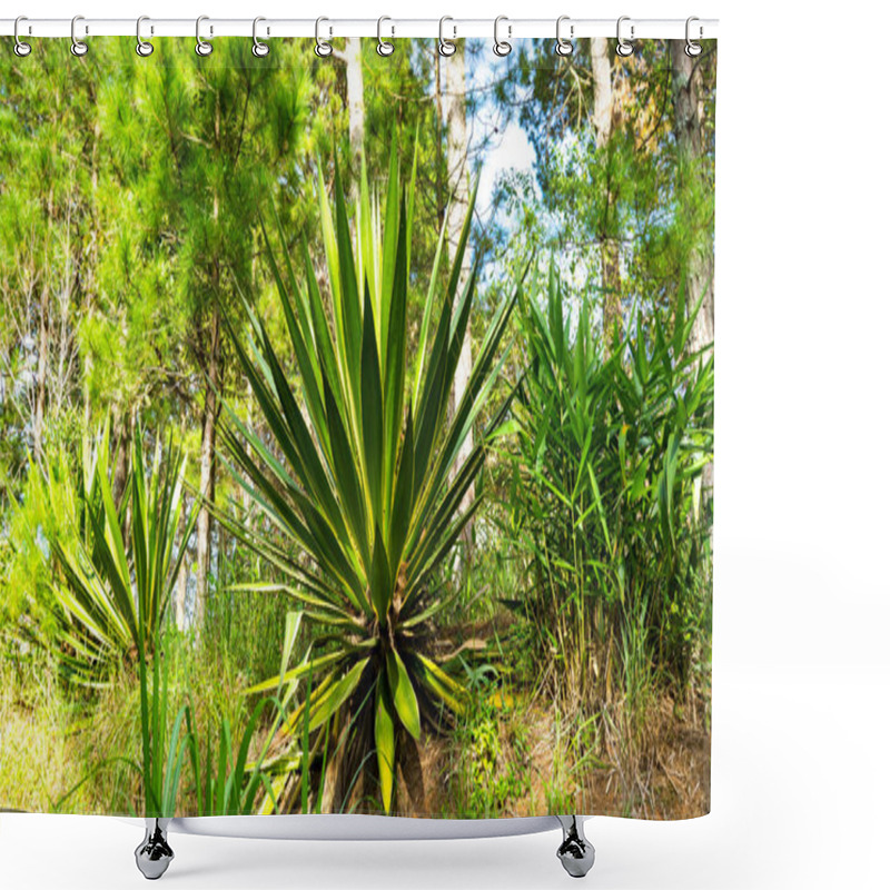 Personality  A Prickly Large Plant In Vietnam. Shower Curtains