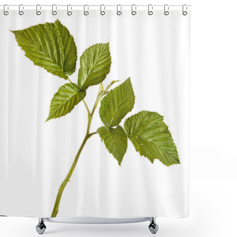 Personality  Green Raspberry Leaves. Isolated On White Background Shower Curtains