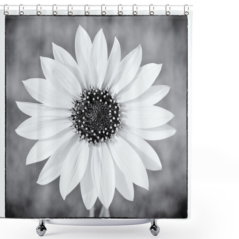 Personality  Wild Sunflower In Black And White Shower Curtains