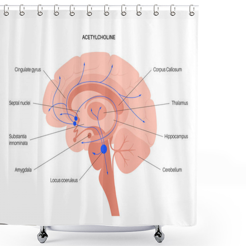 Personality  Acetylcholine Cholinergic Pathway Shower Curtains