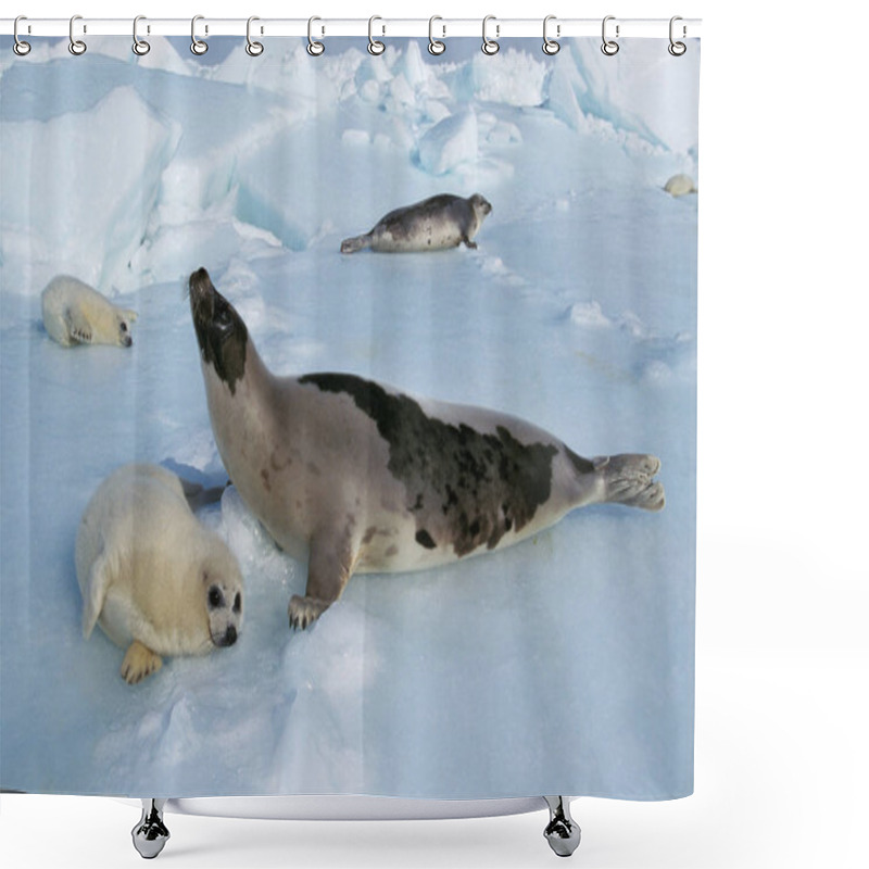 Personality  PHOQUE DU GROENLAND Pagophilus Groenlandicus Shower Curtains