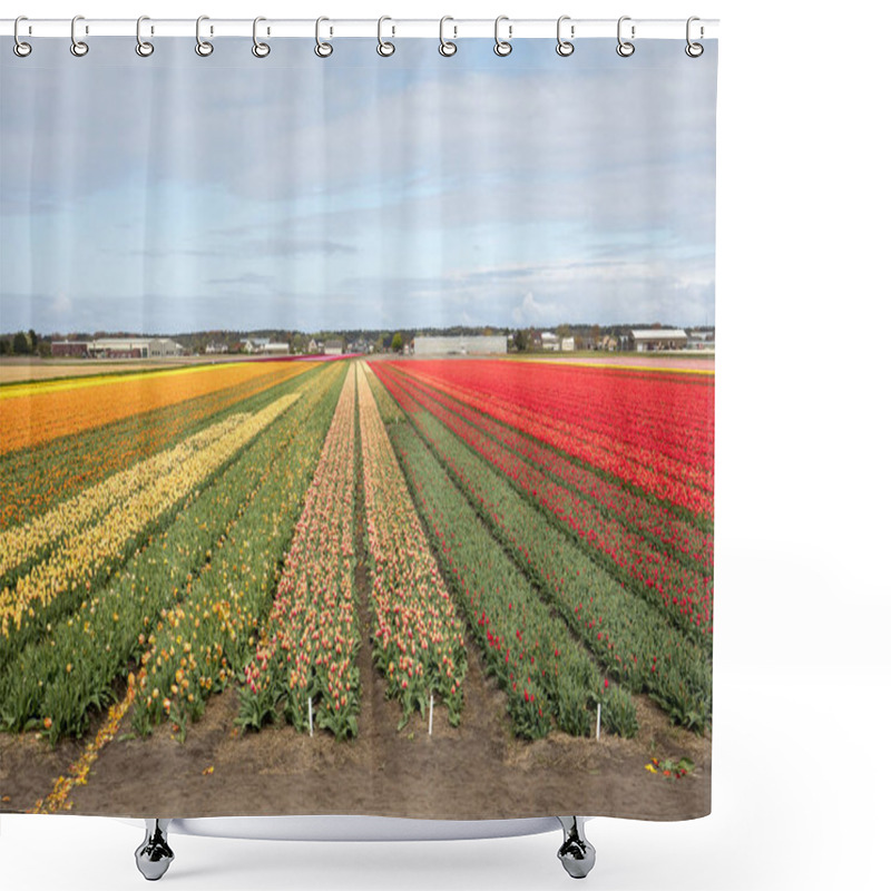 Personality  Tulip Fields Of The Bollenstreek, South Holland, Shower Curtains