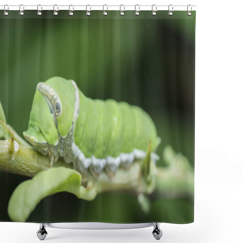 Personality  Lemon Tree Papilio Polytes Caterpillar Shower Curtains