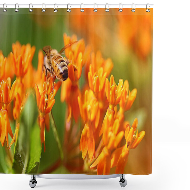 Personality  Butterfly Weed Is A Perennial Flower That Is Sometimes Called Milkweed Because It Produces A Milky Substance When Cut. Shower Curtains