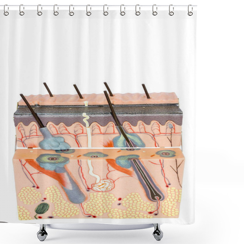 Personality  Model Human Skin Tissue On White Background Shower Curtains