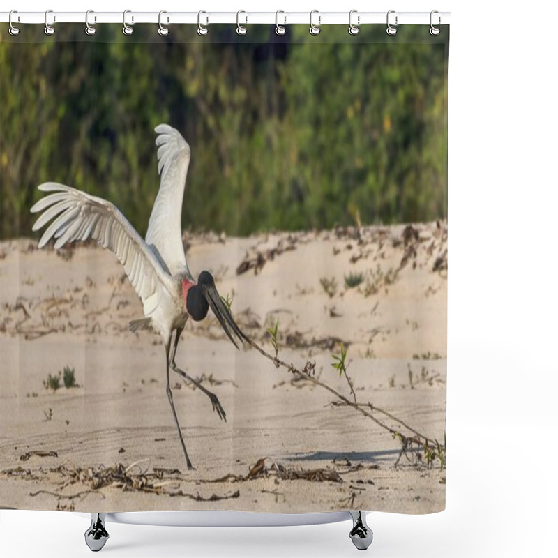 Personality  Jabiru (Jabiru Mycteria) Collects Nesting Material, Pantanal, Mato Grosso, Brazil, South America Shower Curtains