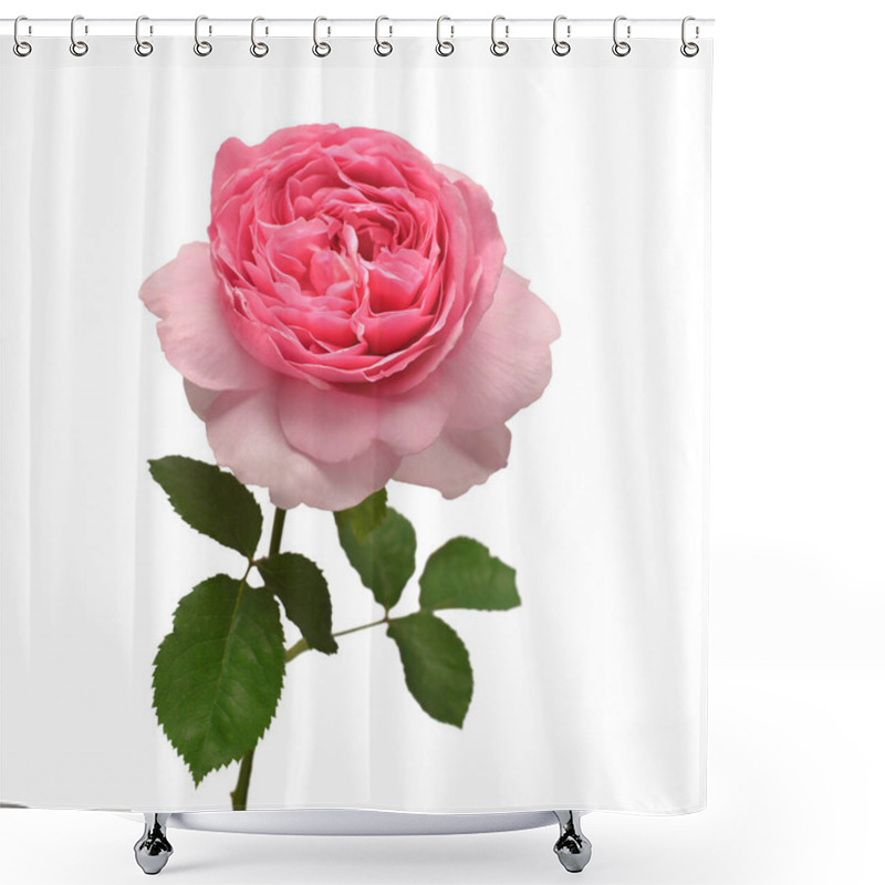 Personality  Pink English Rose Of David Austin Isolated On White Background. Macro Flower. Wedding Card, Bride. Greeting. Summer. Spring. Flat Lay, Top View. Love. Valentine's Day Shower Curtains