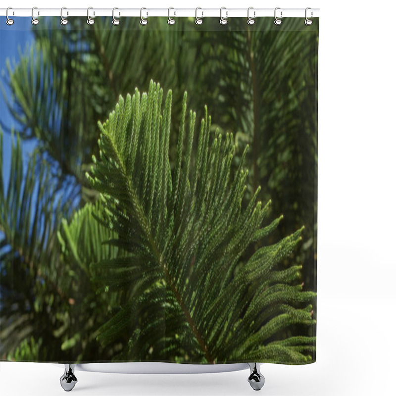 Personality  Close-up Of Norfolk Island Pine Araucaria Heterophylla Leaves With A Vibrant Green Backdrop In Puglia, Italy Outdoors. Shower Curtains