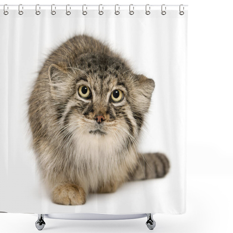 Personality  Pallas's Cat, Otocolobus Manul, 11 Years Old, In Front Of White  Shower Curtains