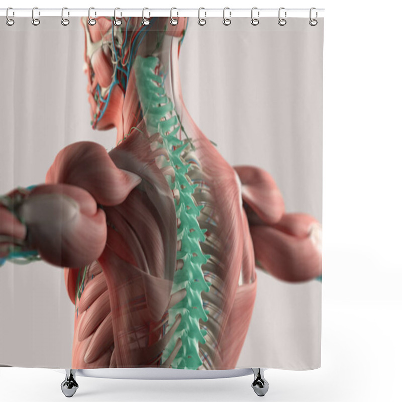 Personality  Human Spine Model Shower Curtains