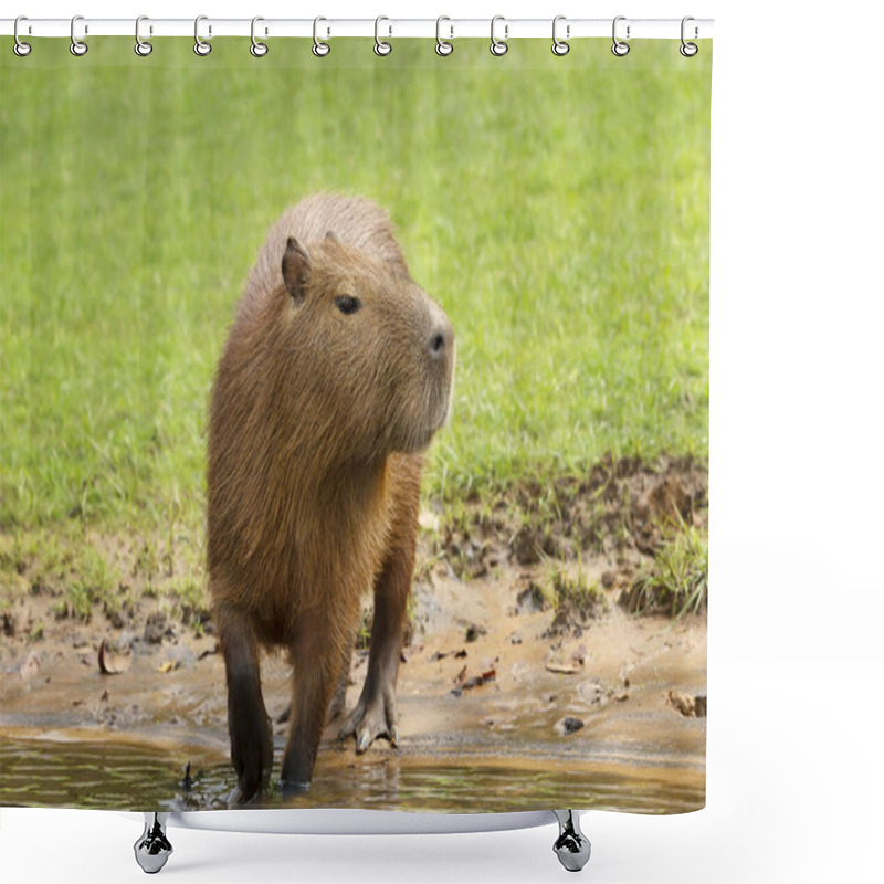 Personality  Close Up Of A Capybara On A River Bank, South Pantanal, Brazil. Shower Curtains