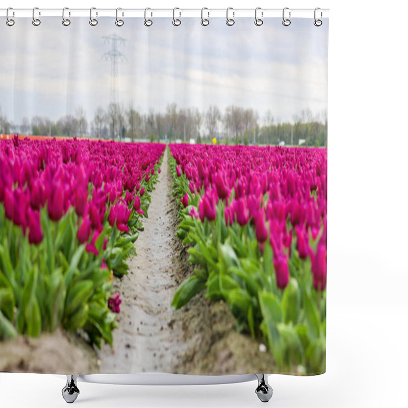 Personality  Fields Of Flowering Tulips Where Flower Bulbs Are Grown On Goeree-Overflakkee Attracting Dutch Tourist Shower Curtains