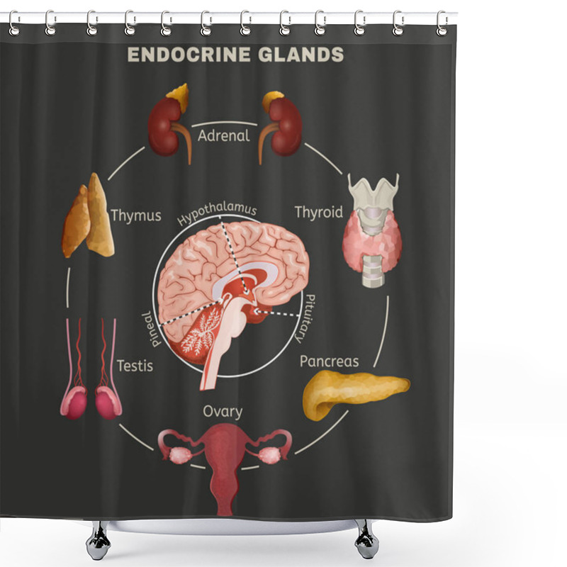 Personality  Endocrine System Image Shower Curtains