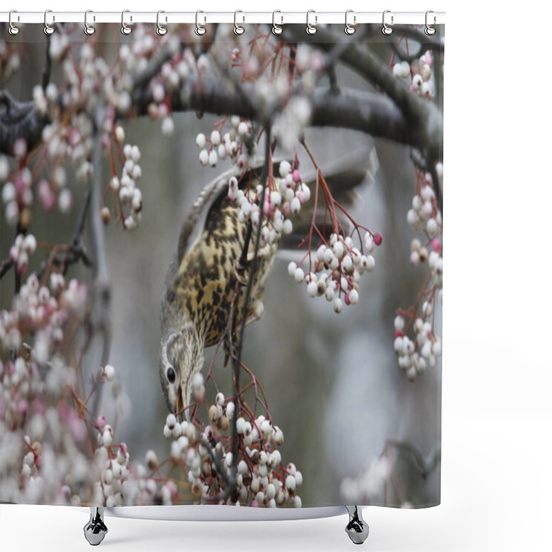 Personality  Mistle Thrush Feeding On Winter Berries Shower Curtains