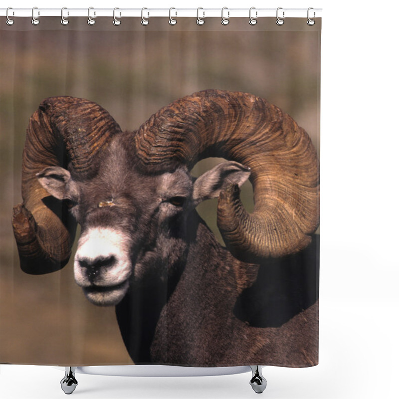 Personality  Bighorn Sheep Ram Shower Curtains