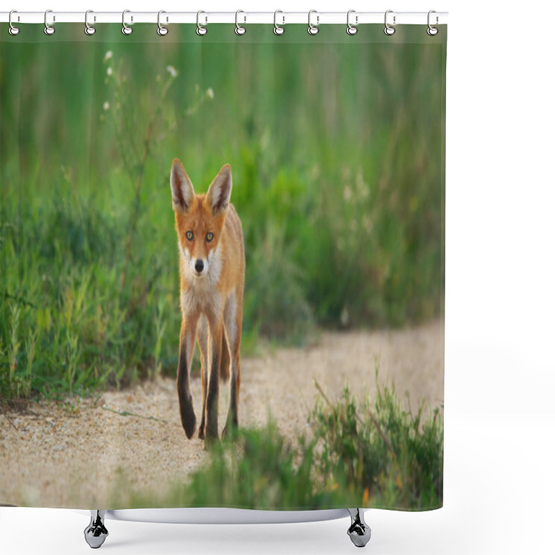 Personality  Young Red Fox - Vulpes Vulpes Shower Curtains