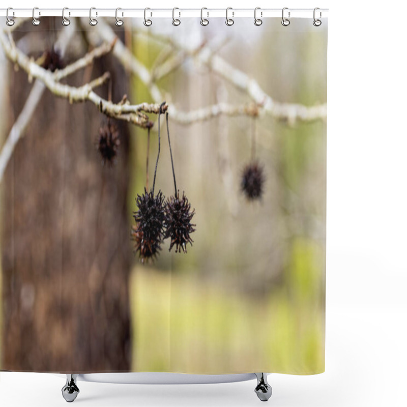 Personality  American Sweetgum Tree (Liquidambar Styraciflua), American Sweetgum  Ball Shower Curtains