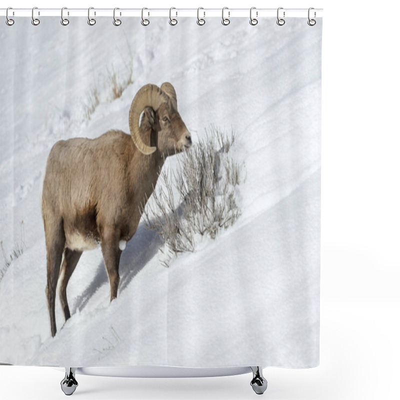 Personality  Bighorn Sheep (Ovis Canadensis) Male, Ram, Foraging In Snow, Yellowstone National Park, Wyoming Montana, USA Shower Curtains